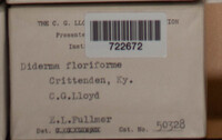 Diderma floriforme image